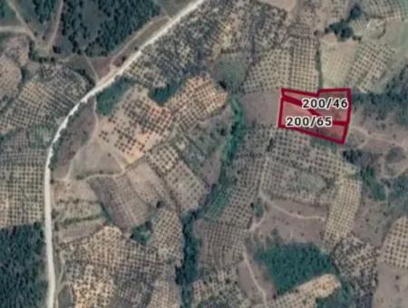 Kaz Dağları 9068 M2 Tarla Ekoturizm Alanı 