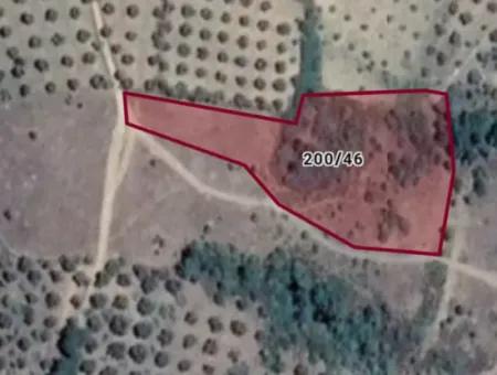 Kaz Dağları 9068 M2 Tarla Ekoturizm Alanı 